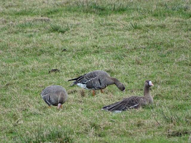 出现时的秩 出现时的秩