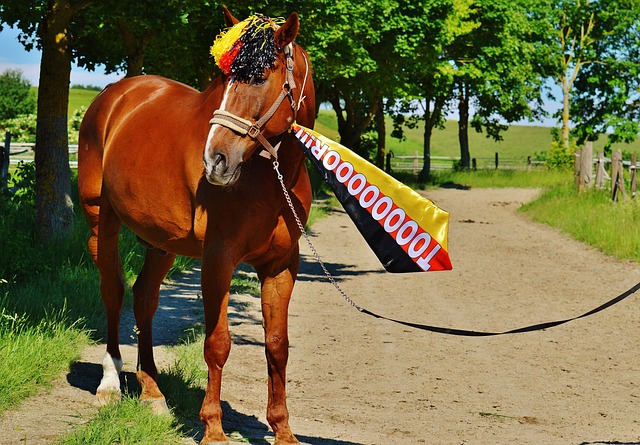 支足球队而 支足球队而